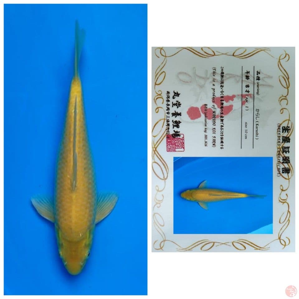 35BU JANTAN KARASHI IMPORT MULUS