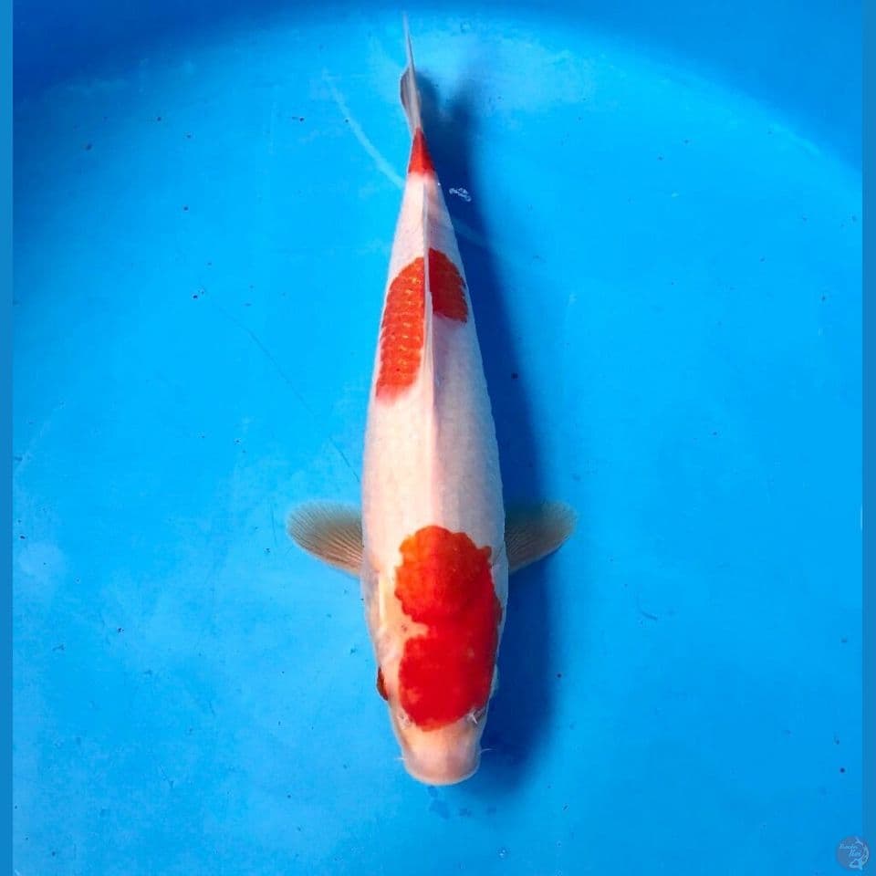 kohaku 28cm
