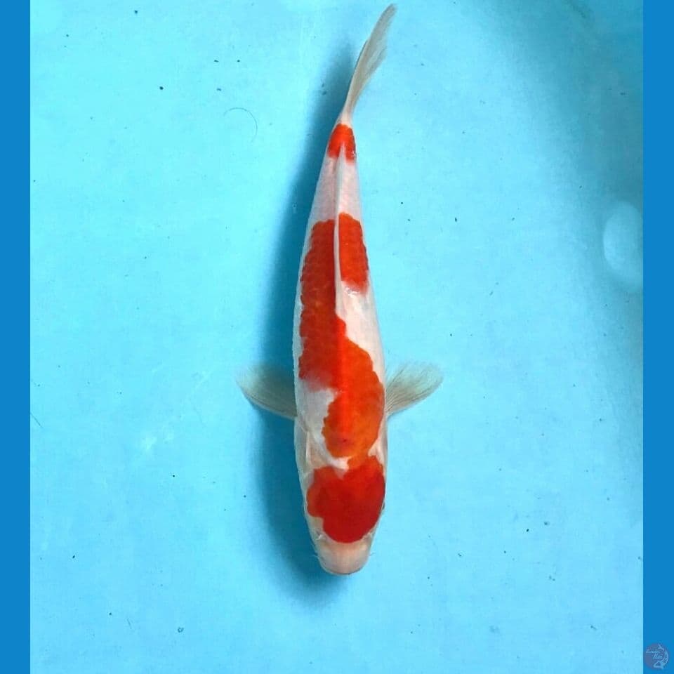 kohaku 25cm
