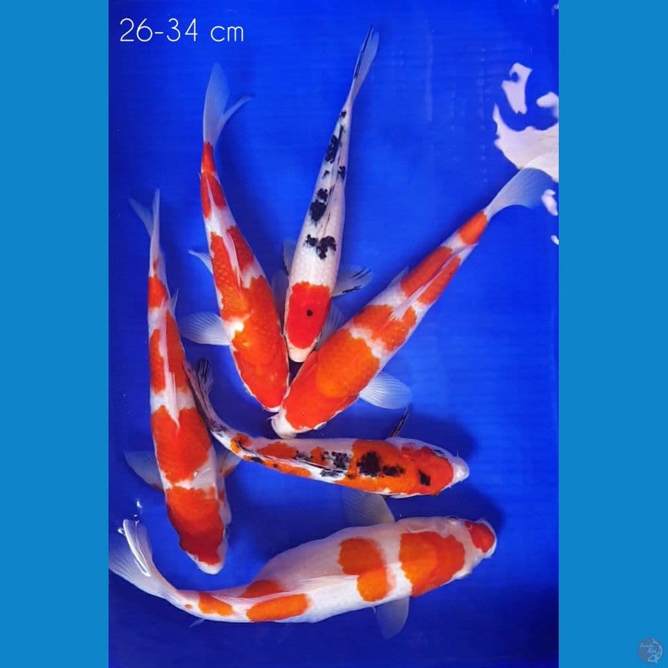 26-34 cm Paket 6e Jaminan Sehat Tenan