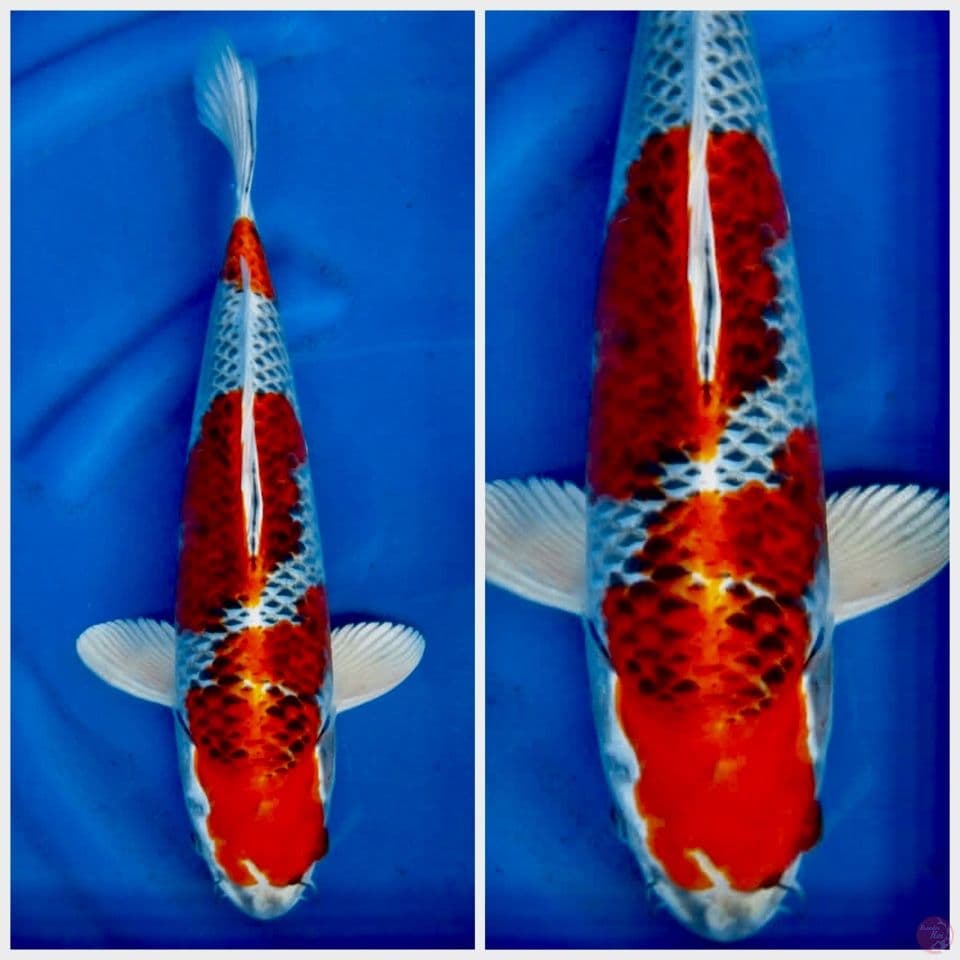 red kuajaku 35cm