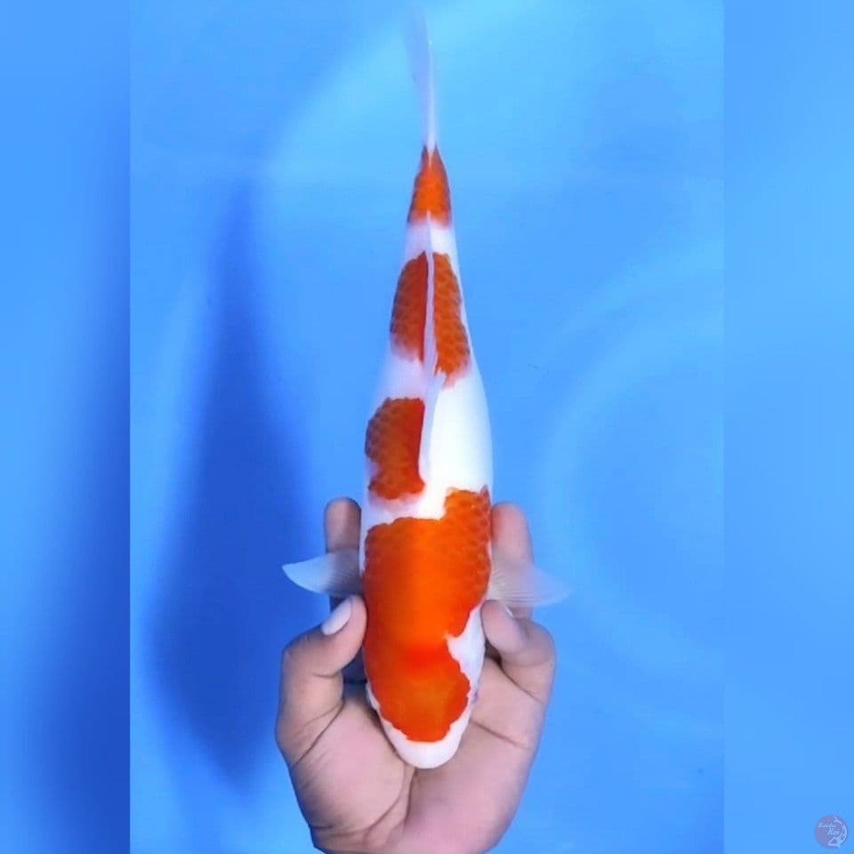 KOHAKU 4STEPS ORIGINAL # 30CM - F