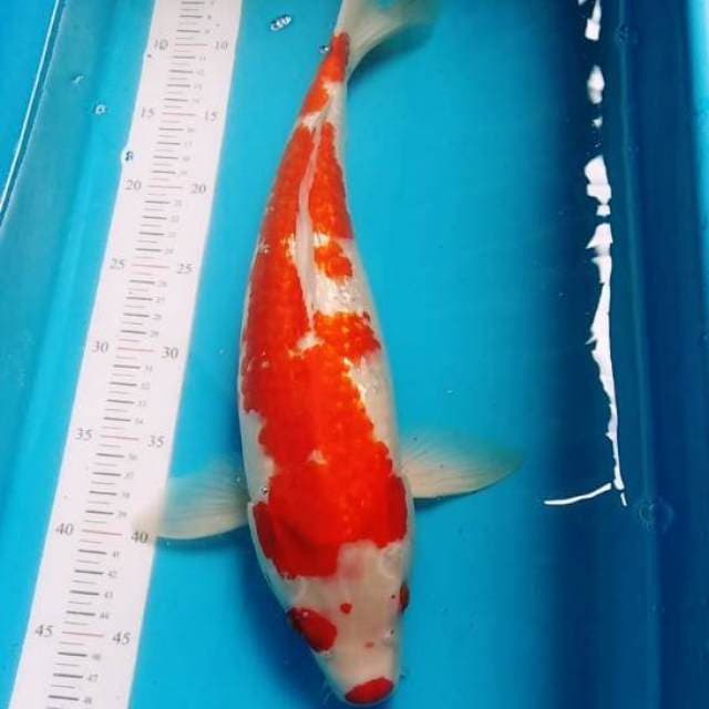 Kohaku ginrin original