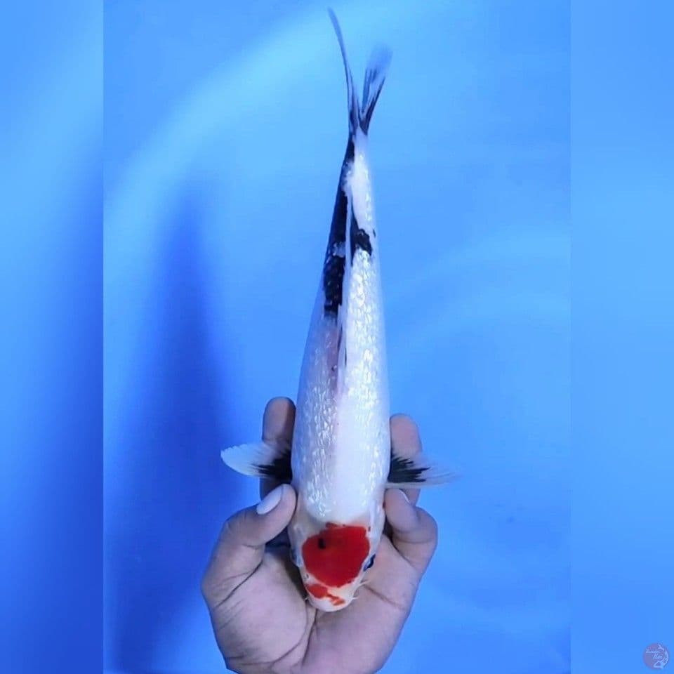 TANCHO SHOWA GINRIN # 30CM - F