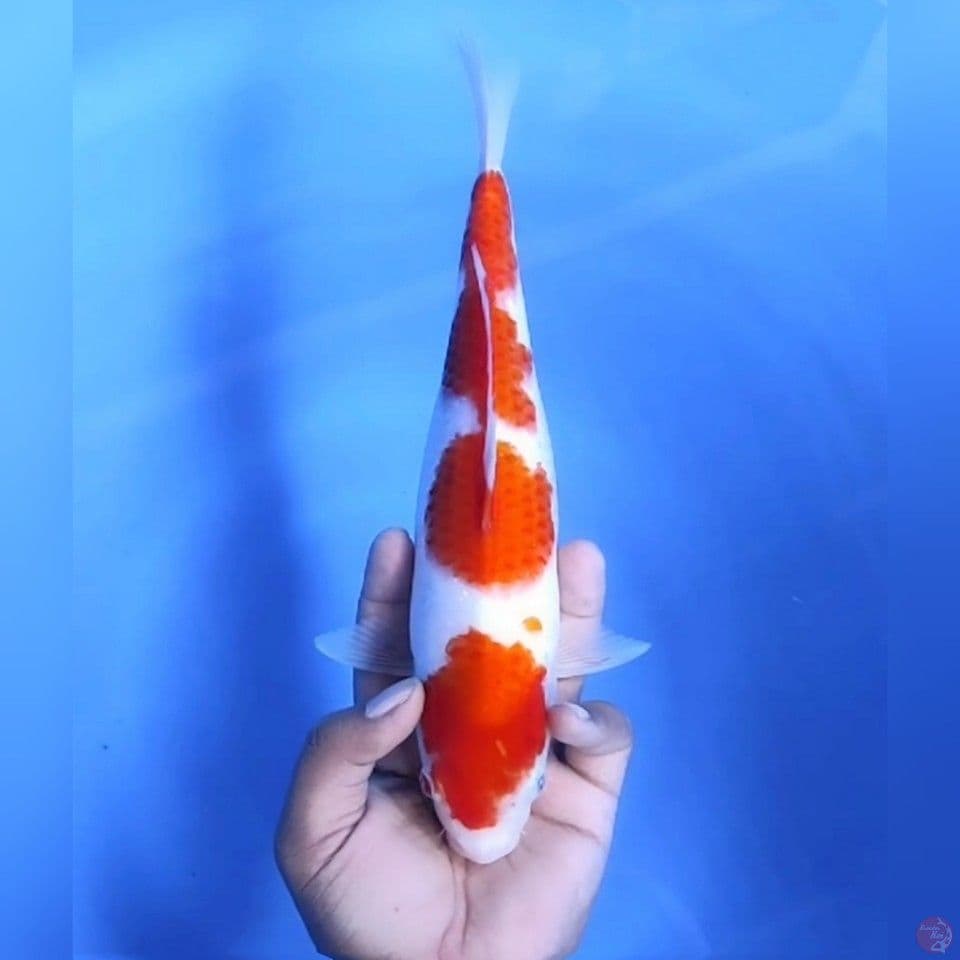 KOHAKU 3 STEPS # 30CM - F