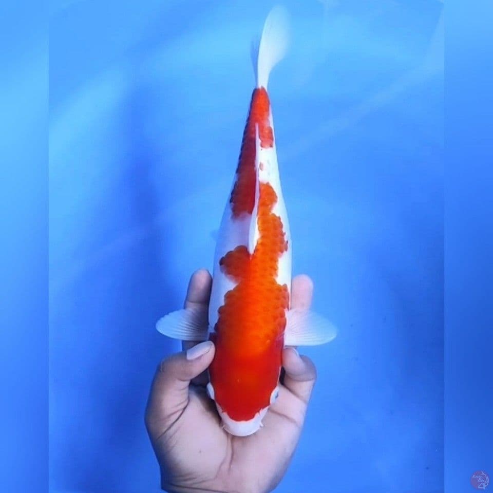 INAZUMA KOHAKU # 32CM - F