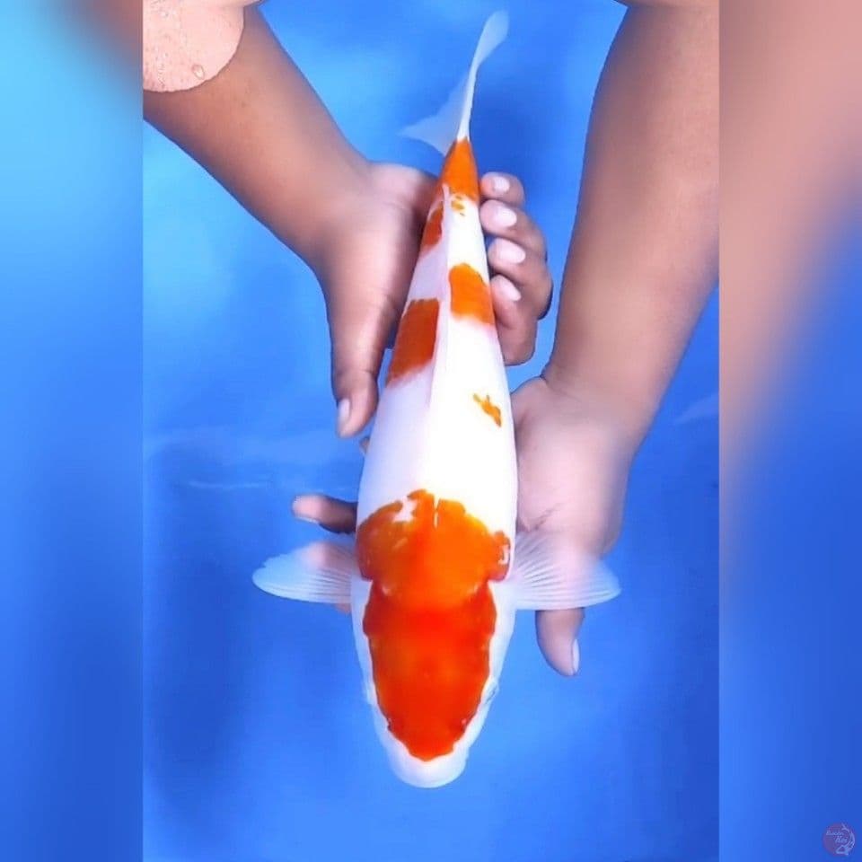 KOHAKU PATTREN # 38CM - F
