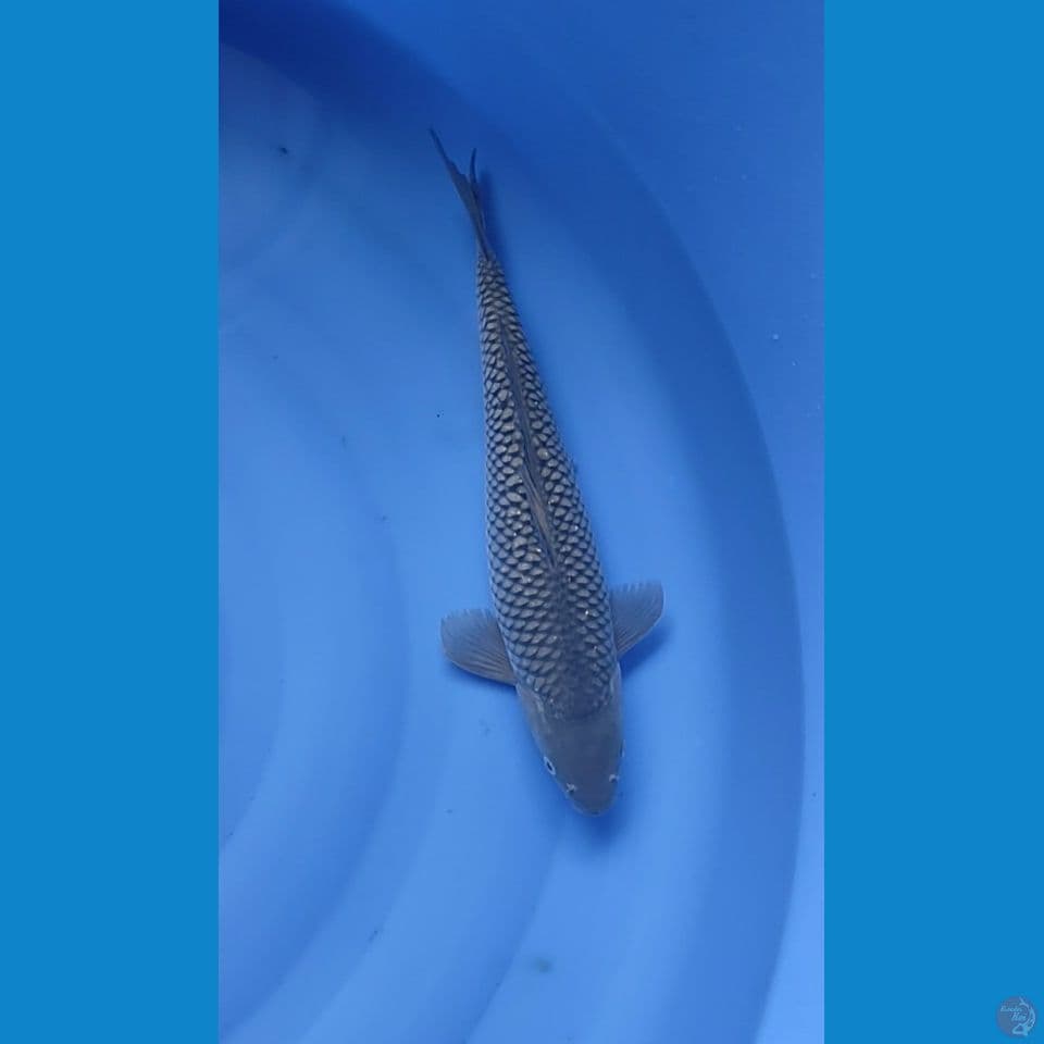 40 cm male