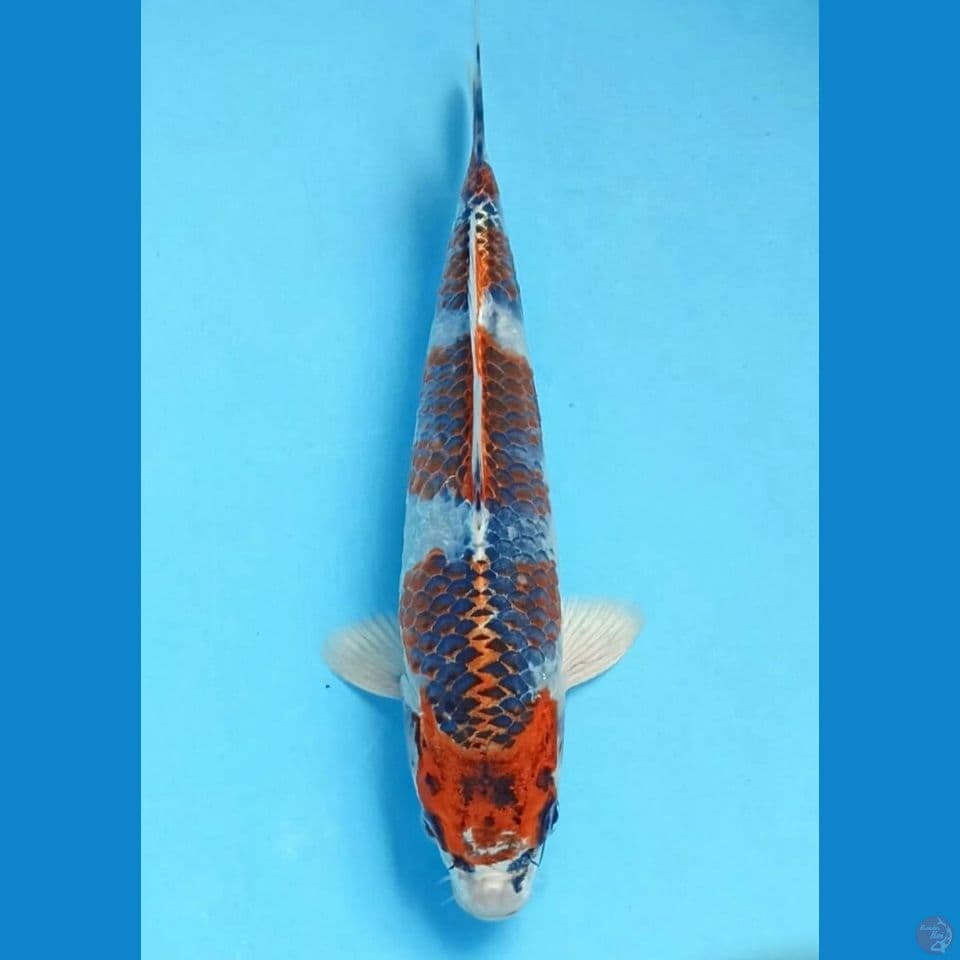 Kujaku 23cm