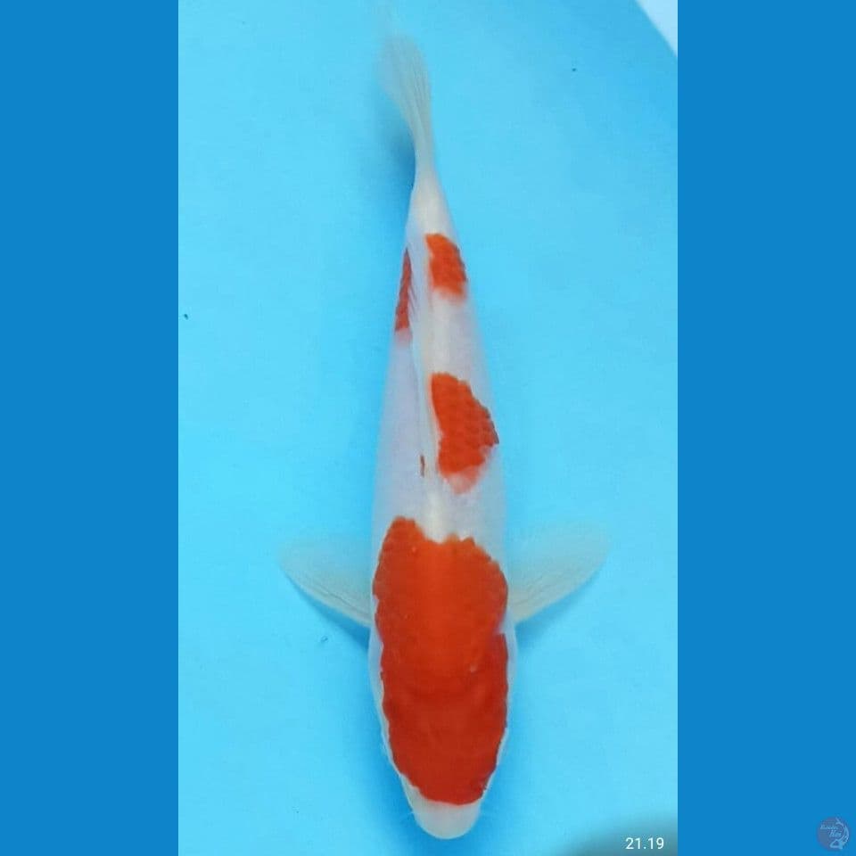 Kohaku 22cm