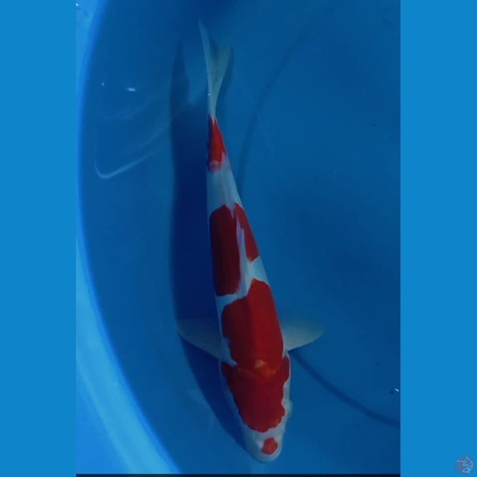 sanke doitsu 31 cm