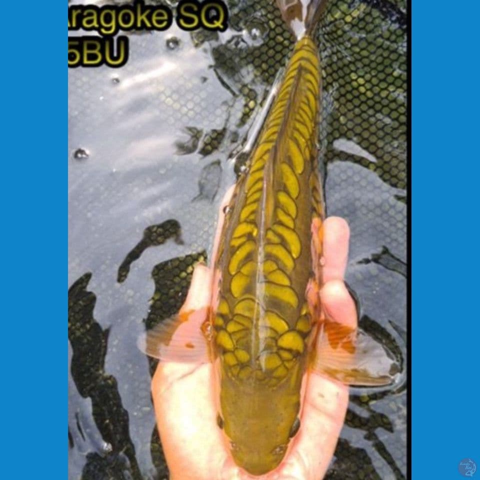 aragoke 35bu