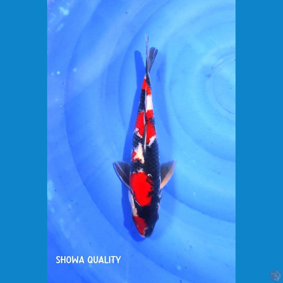 Showa SQ M 30cc