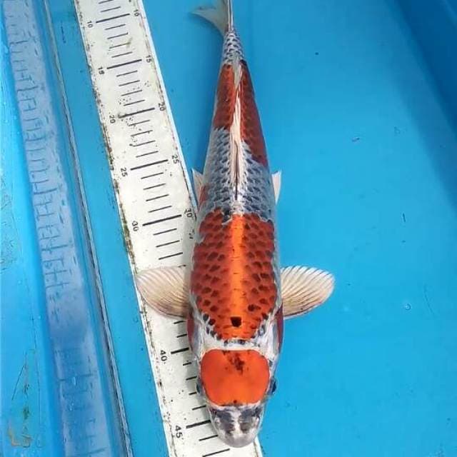 Maruten Kujaku