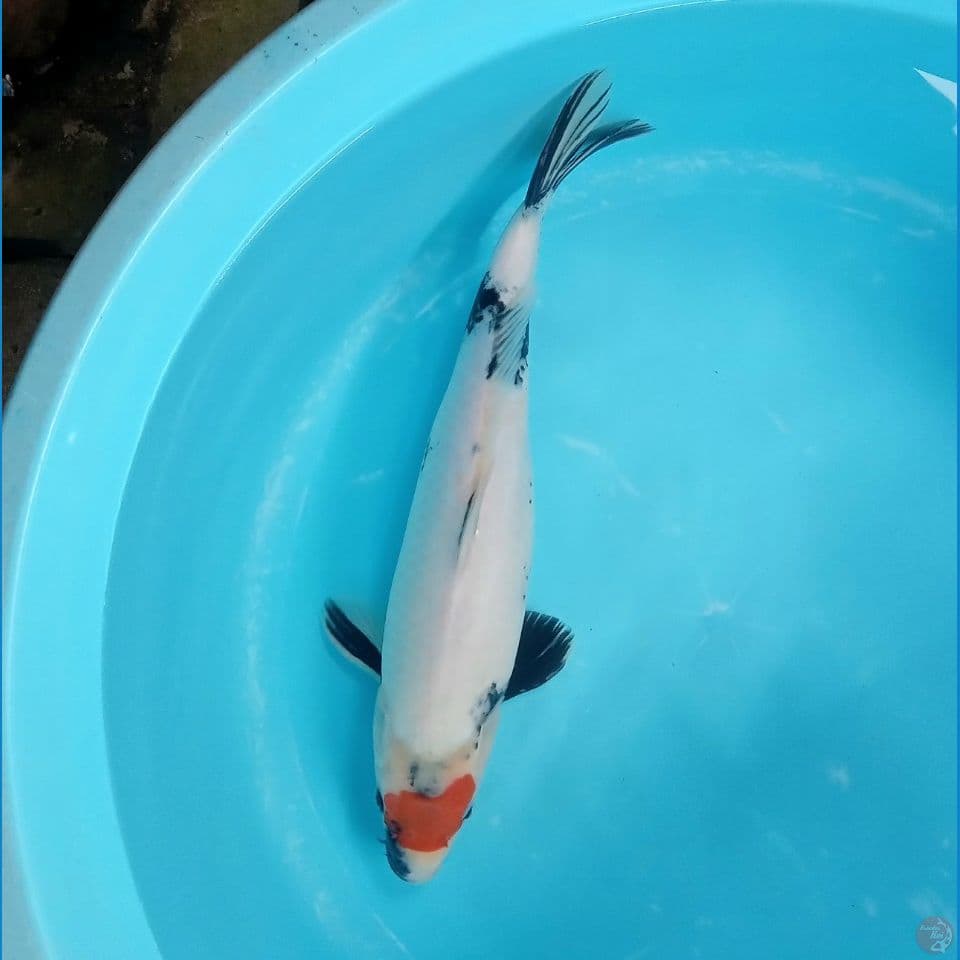 TANCHO SHOWA ORI FEMALE TATEGOI 40CM