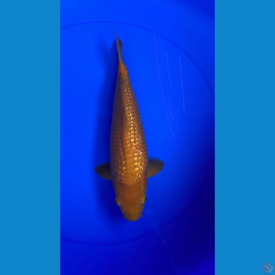 Karashi ginrin 32Cm Jantan
