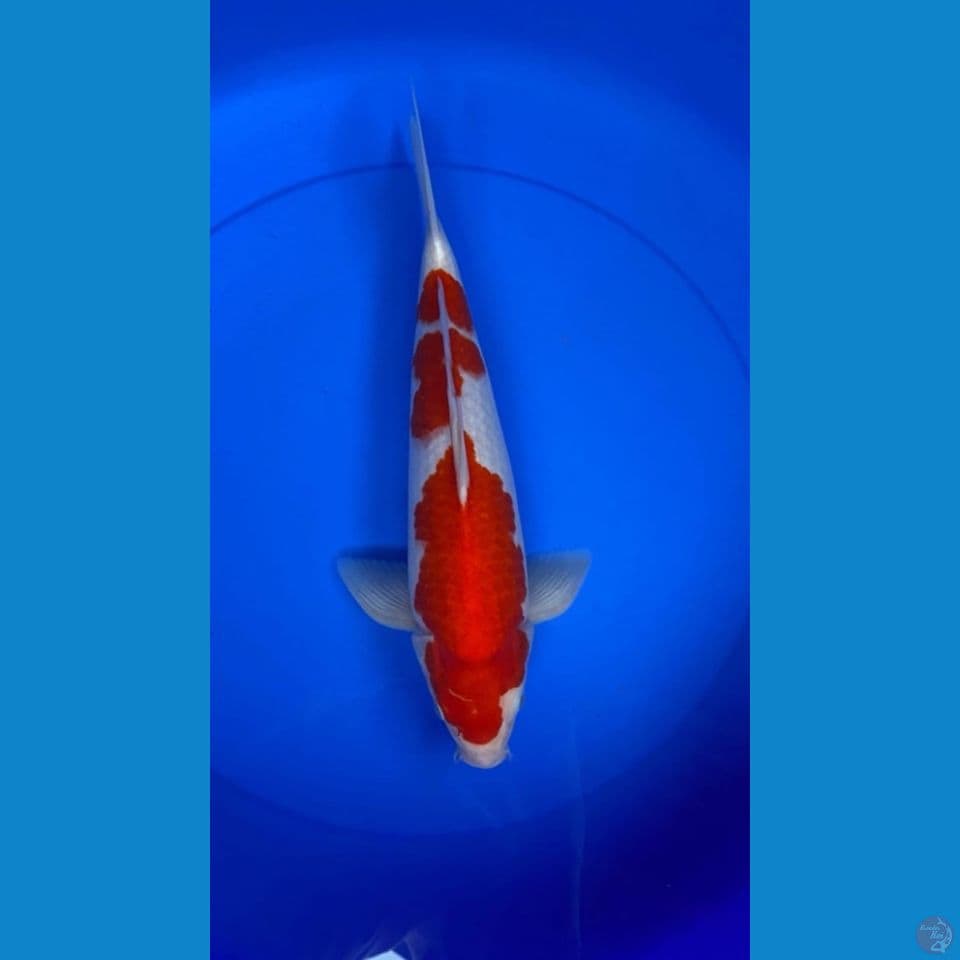 Kohaku Jantan 37Cm