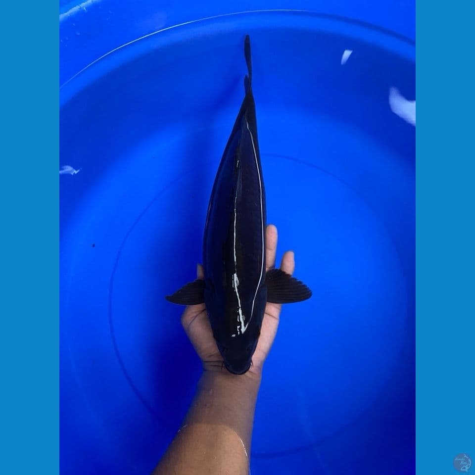Karasu Male 37Cm