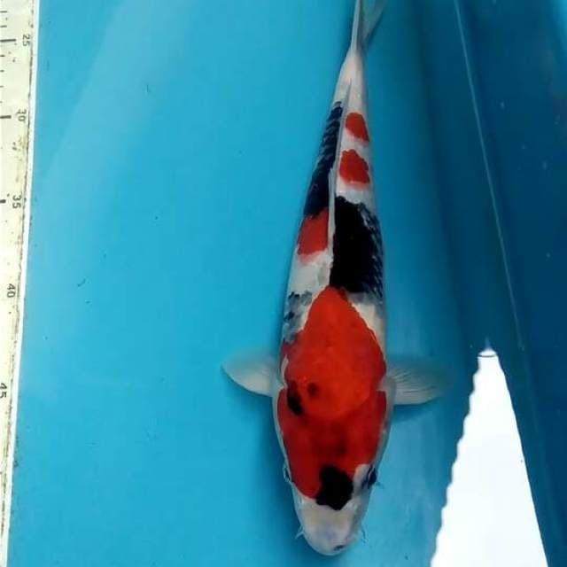 Showa