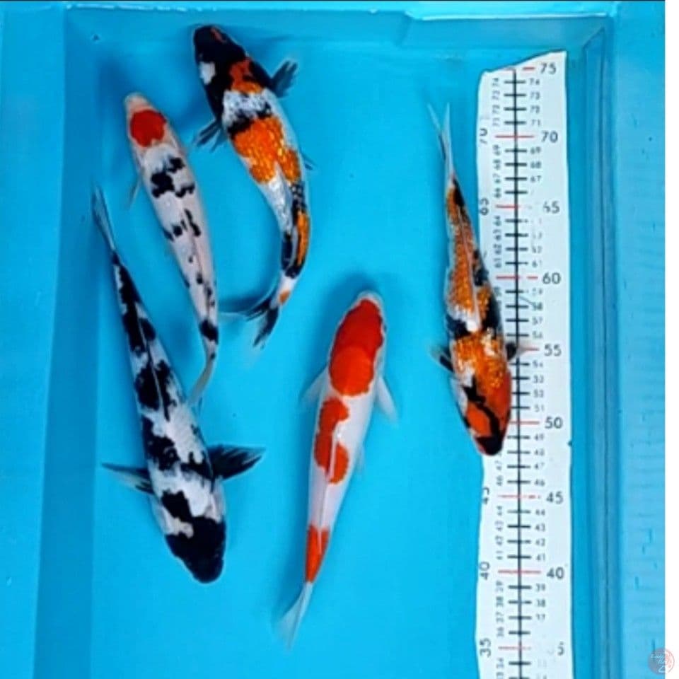 mix 5ekor 23-27cm