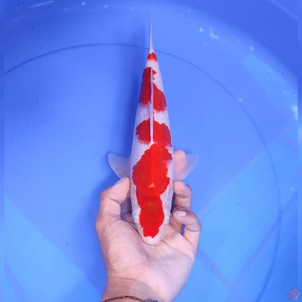 KOHAKU - male 28CM
