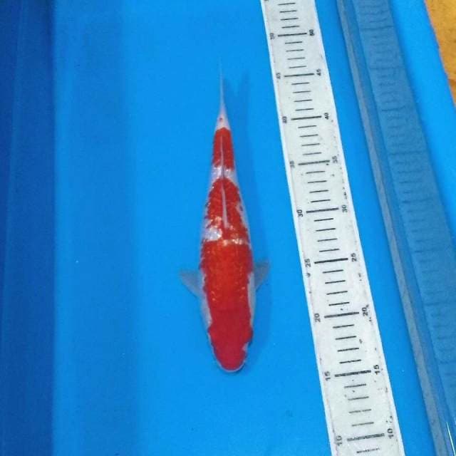Kohaku ginrin merah