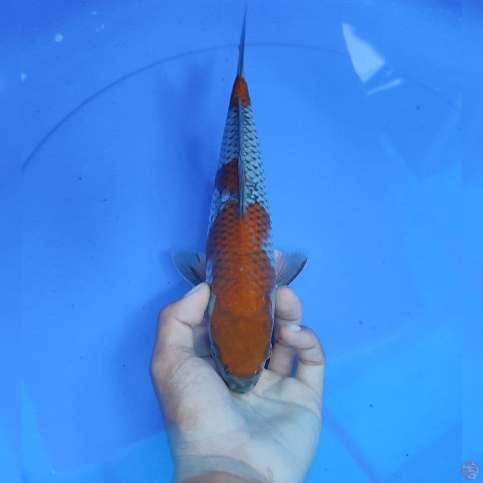 OCIBA SIGURE - male 27cm