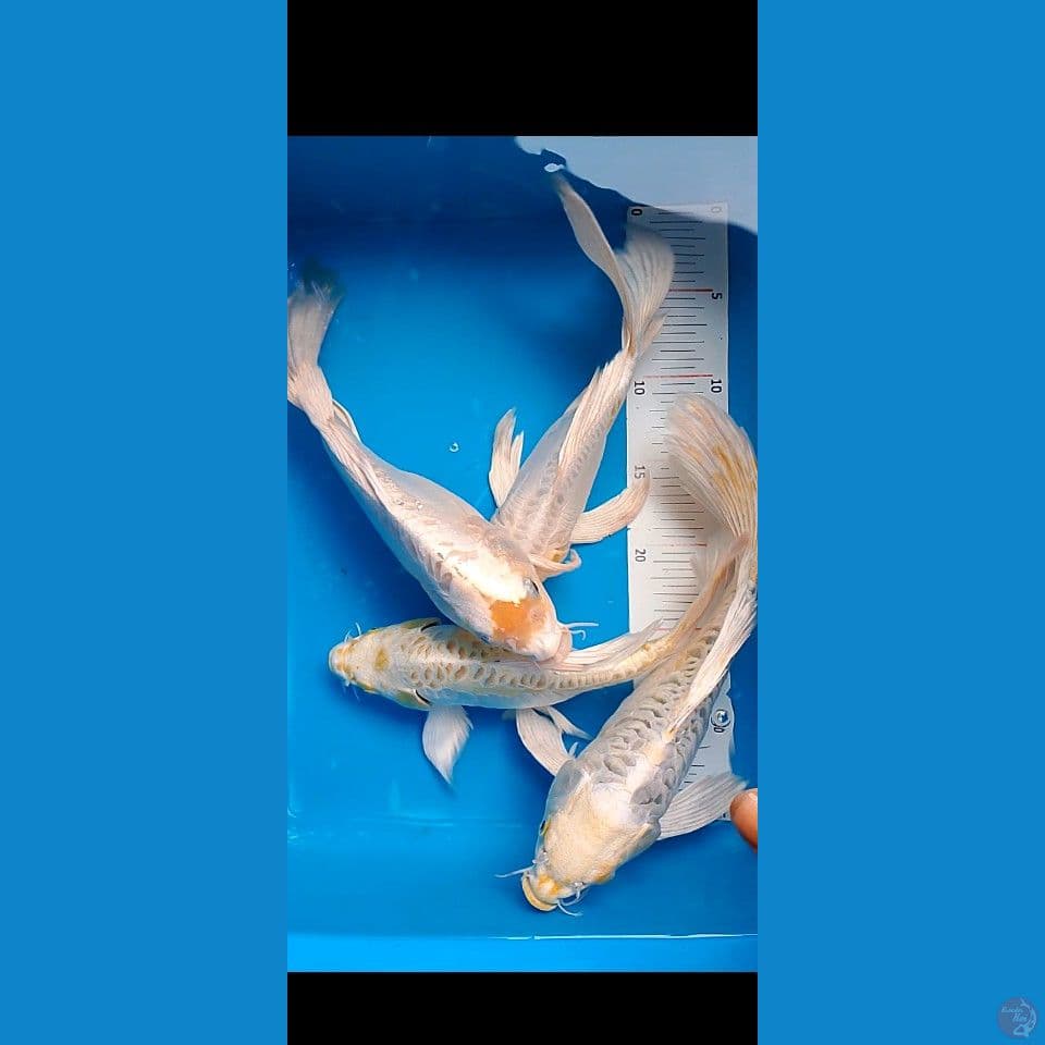 selayer shotbodiy 25 30 cm male