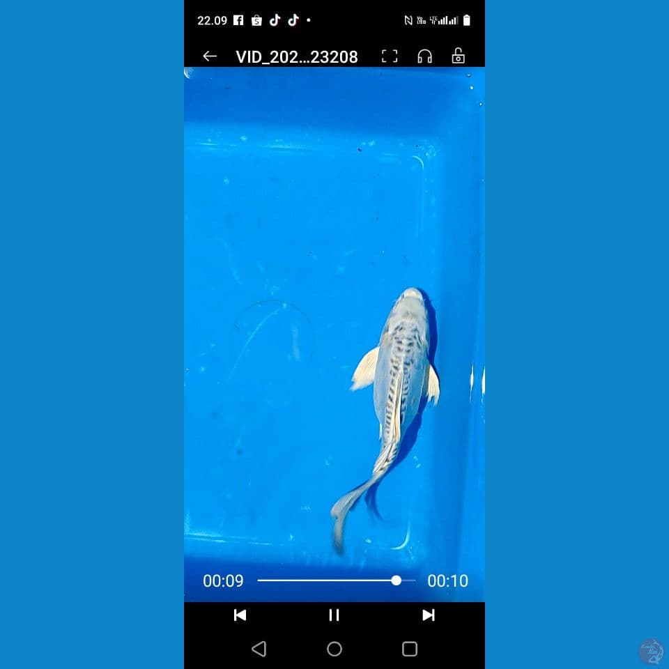 sb 25 cm