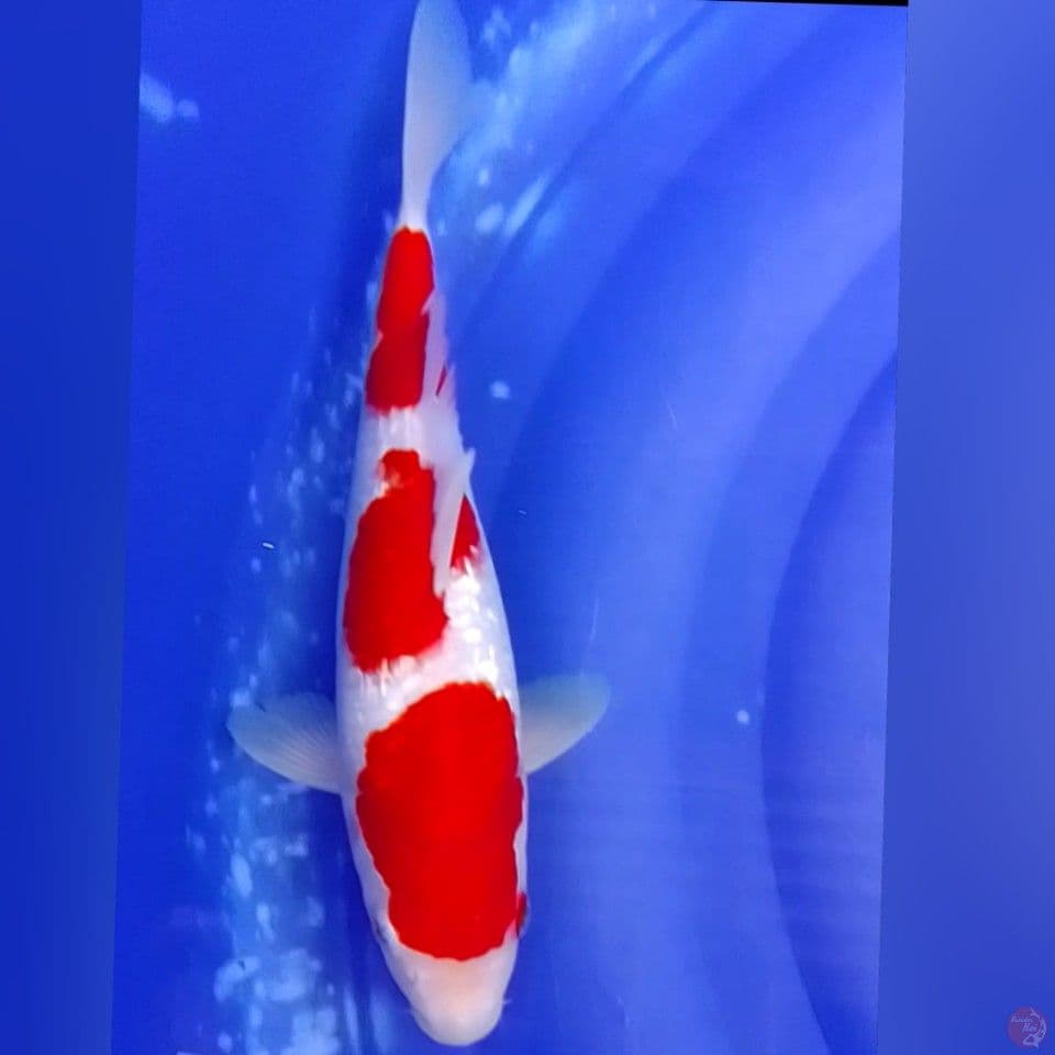 KOHAKU GINDRIN 30CM