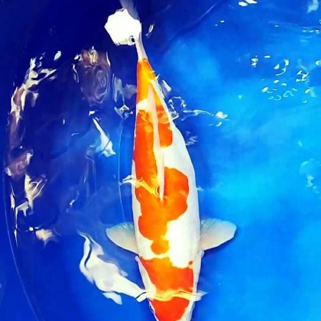 Kohaku