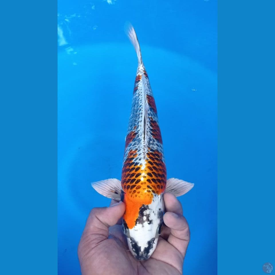 BENIGINGA 35CM
