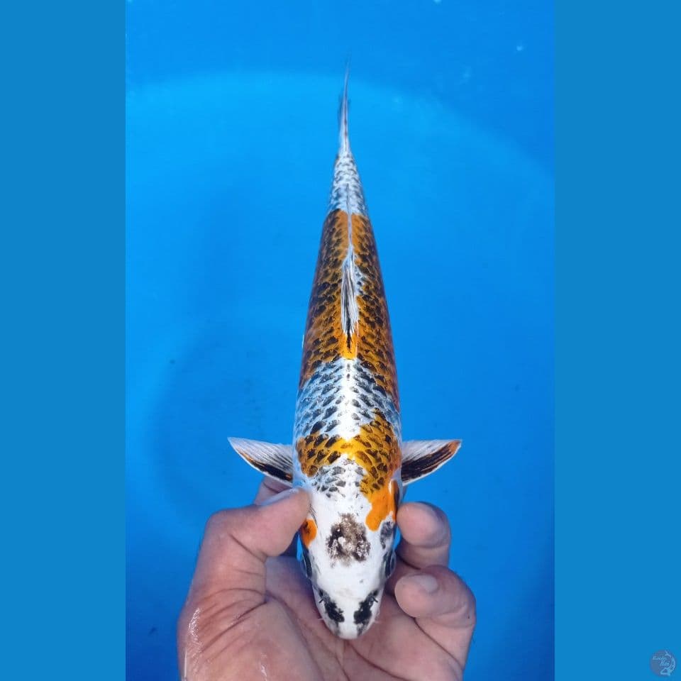 KUJAKU 30CM