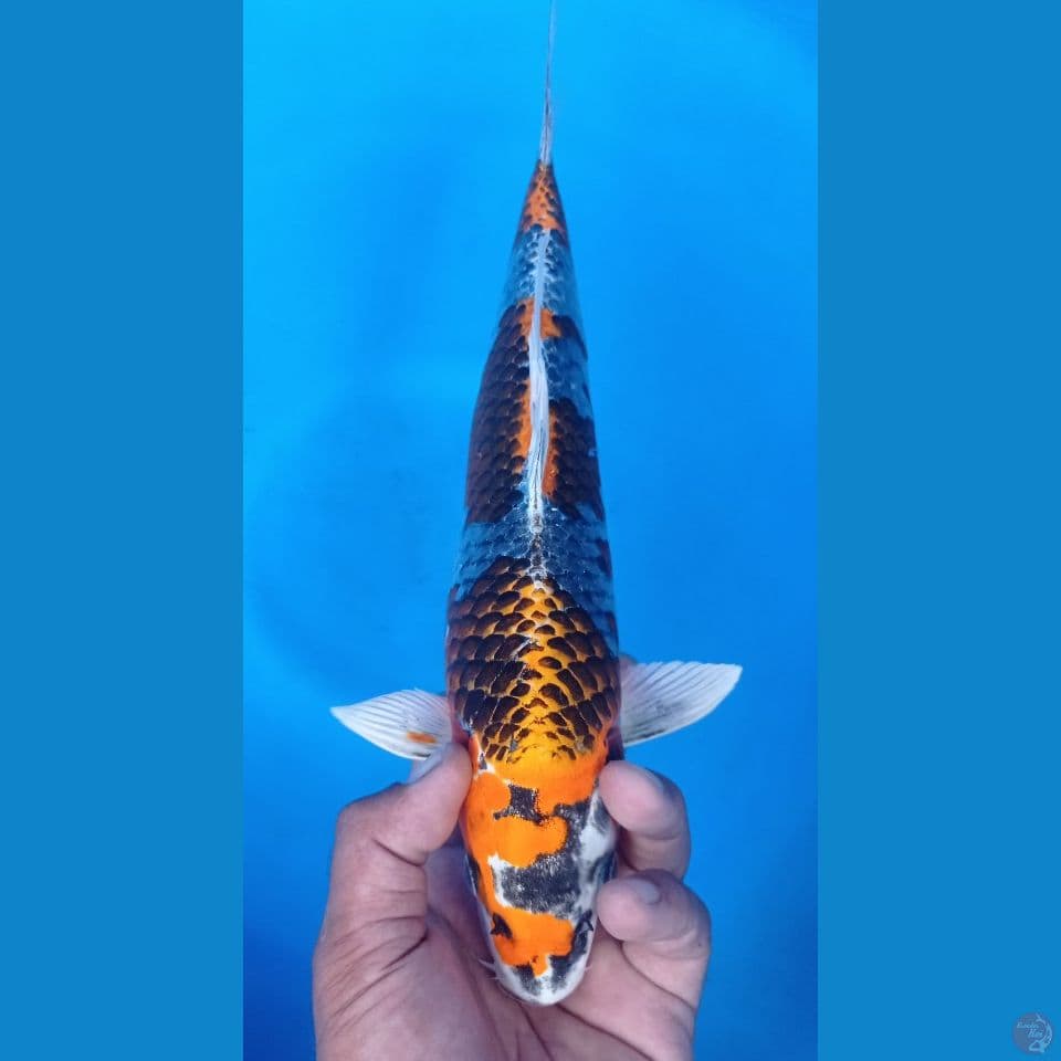 GINGA 34CM