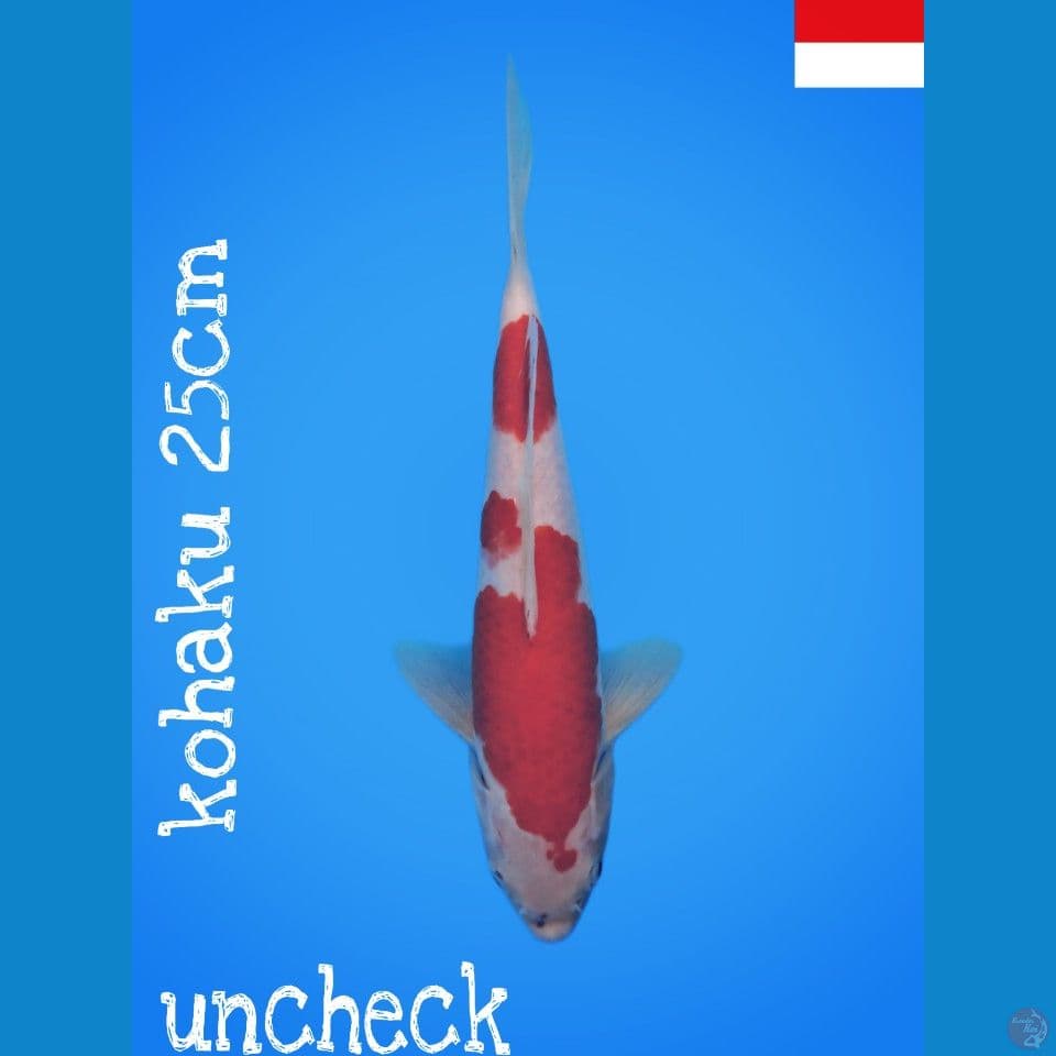 kohaku 25cm