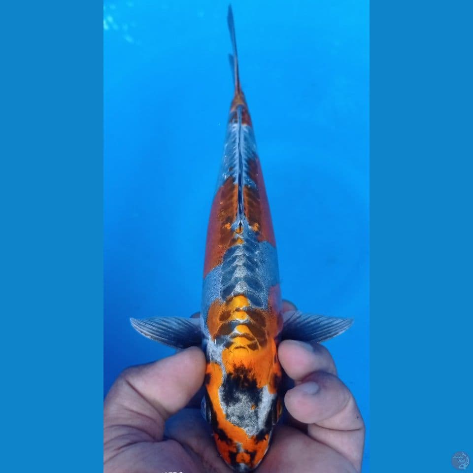 KIKO 27CM