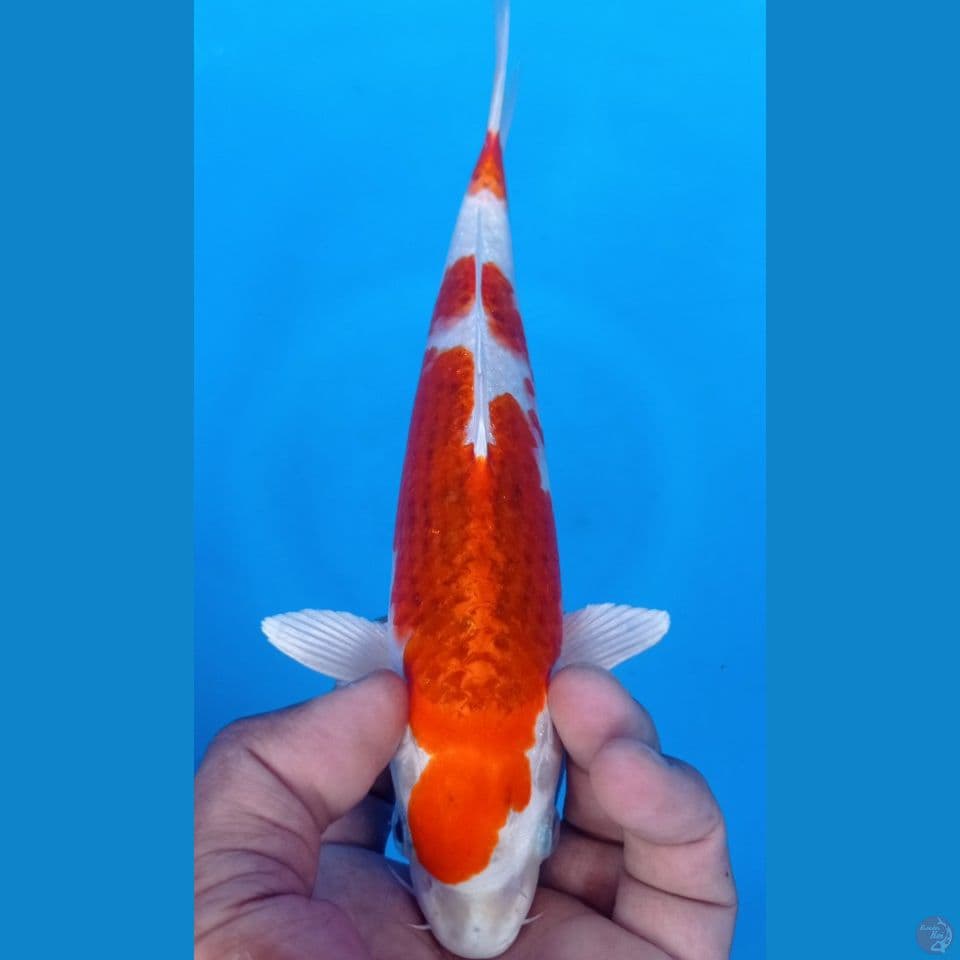SAKURA OGON 28CM