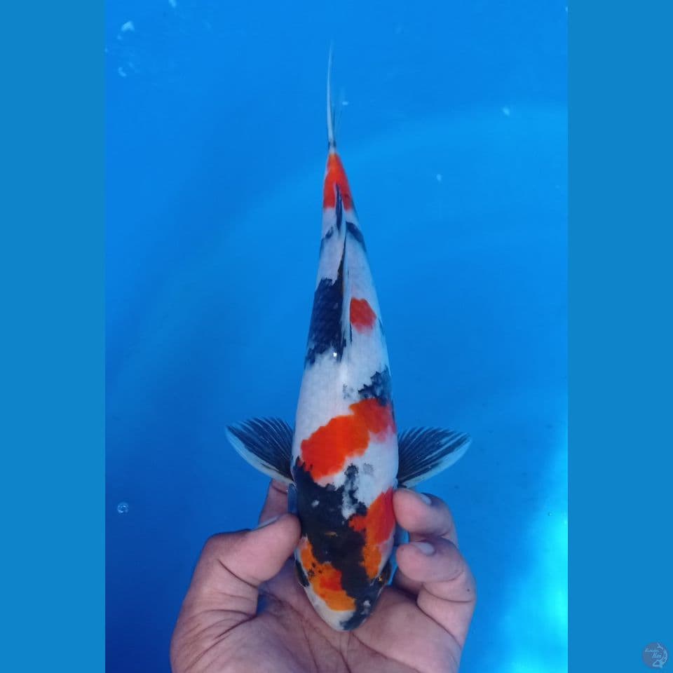 SHOWA 28CM