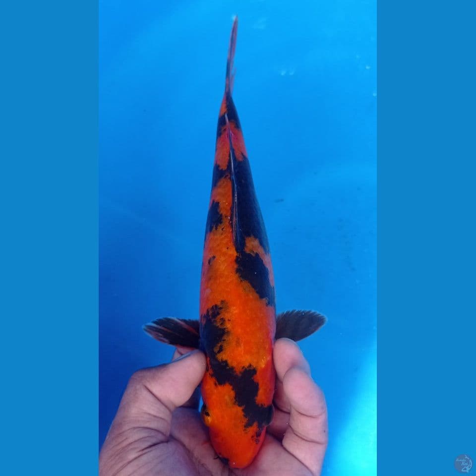 HI UTSURI 28CM