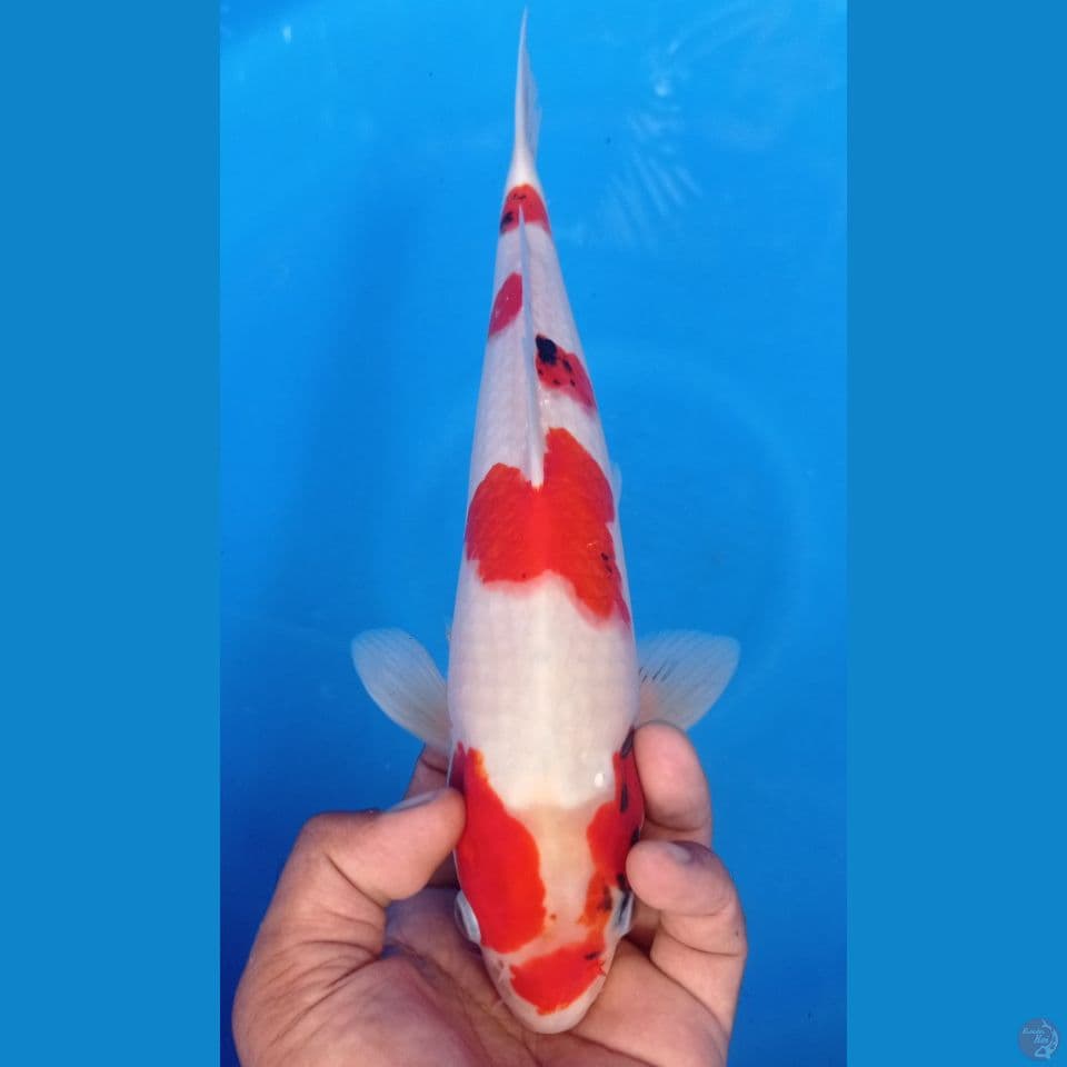 KINDAI SHOWA 34CM