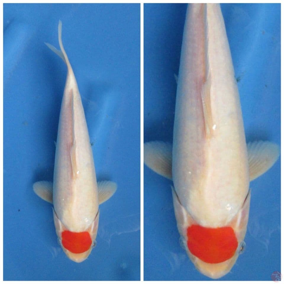 Tancho kohaku ori 27cm male