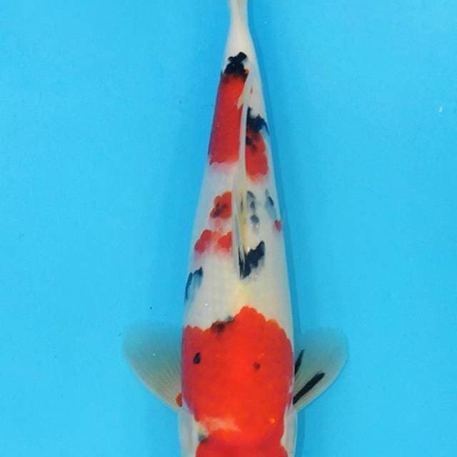 Sanke Konishi 35 bu