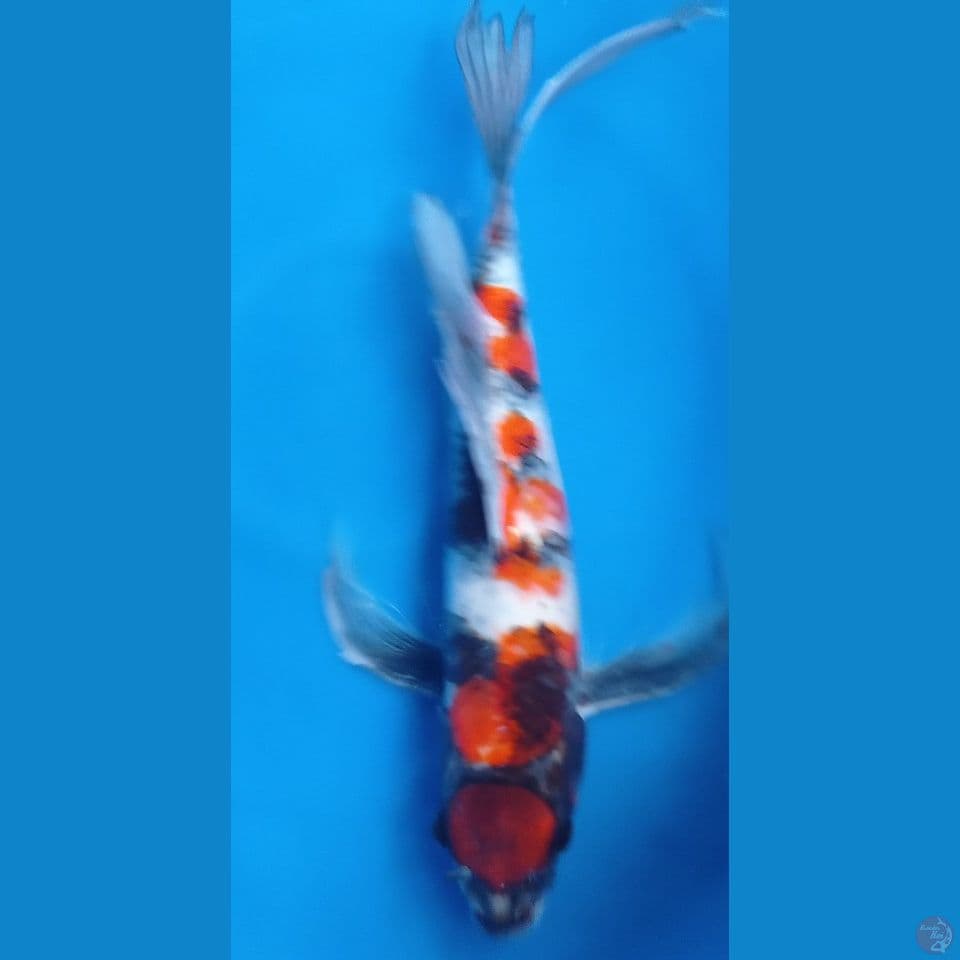 MARUTEN SHOWA 50CM