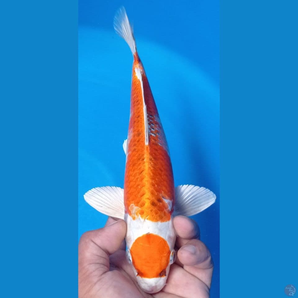 MARUTEN 30CM
