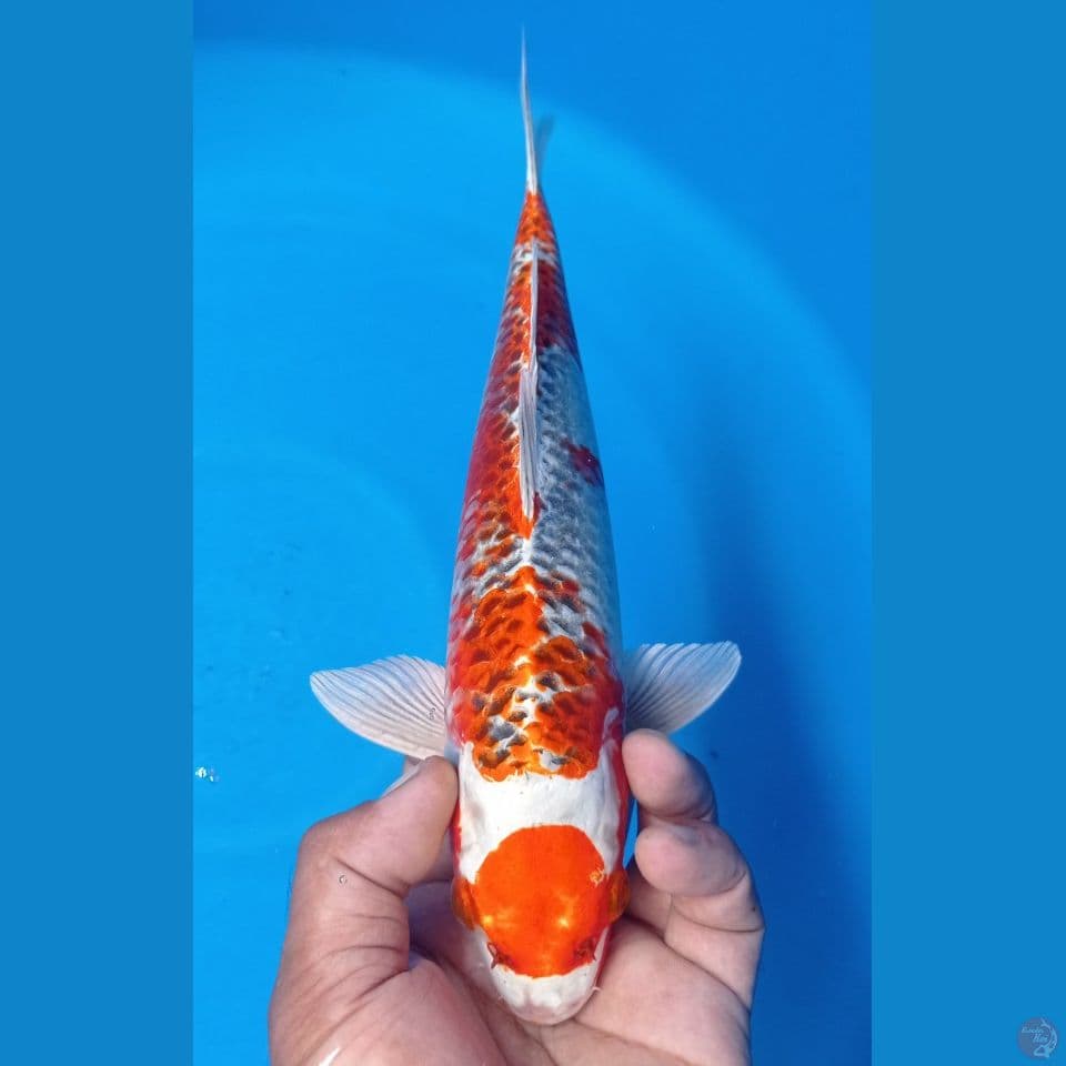 KUJAKU MERAH 32CM