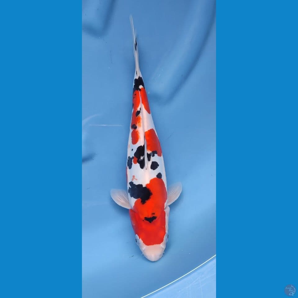 Original sanke doitsu 30 cm