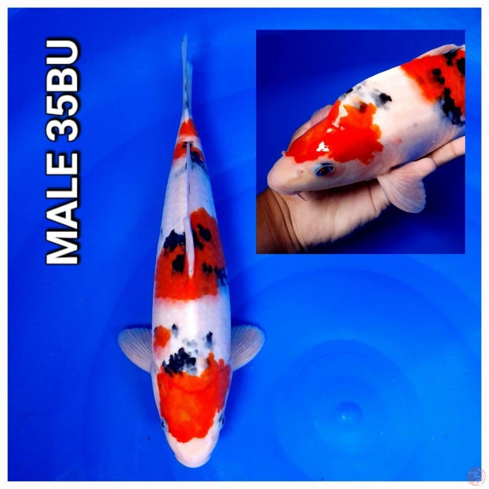 taisho sanke berpunuk 35bu (male)