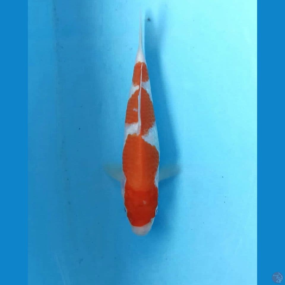 Kohaku 17cm