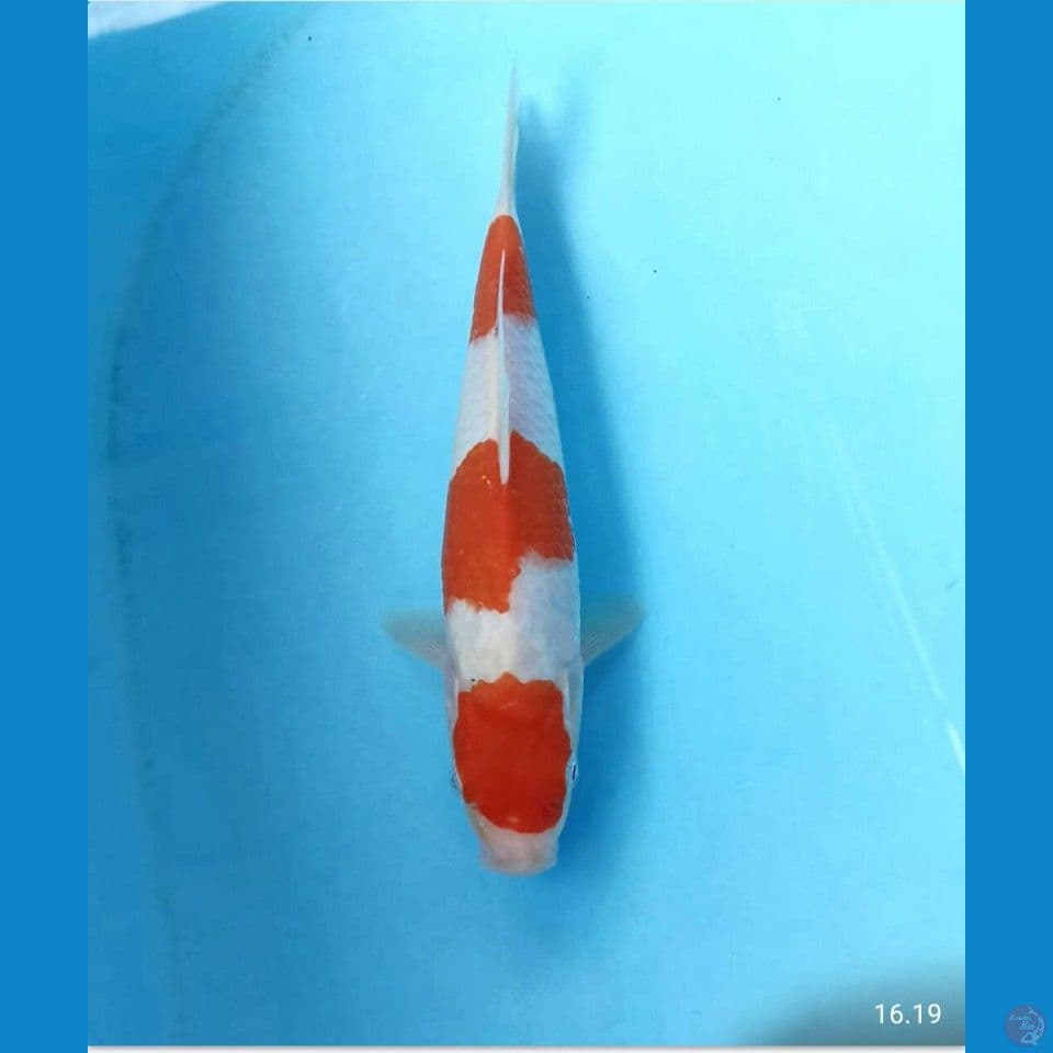 Kohaku 22cm