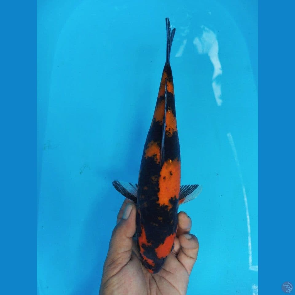 HIUTSURI F 31CM
